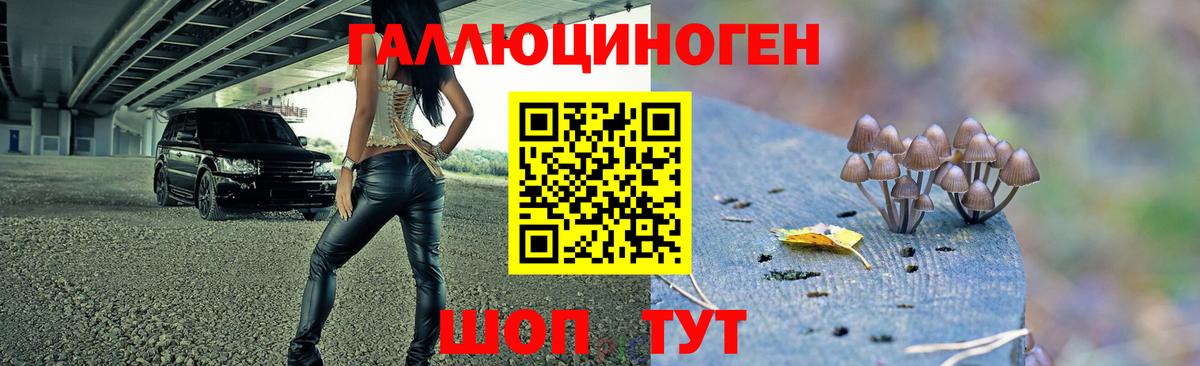 Псилоцибиновые грибы Psilocybine cubensis Губкинский